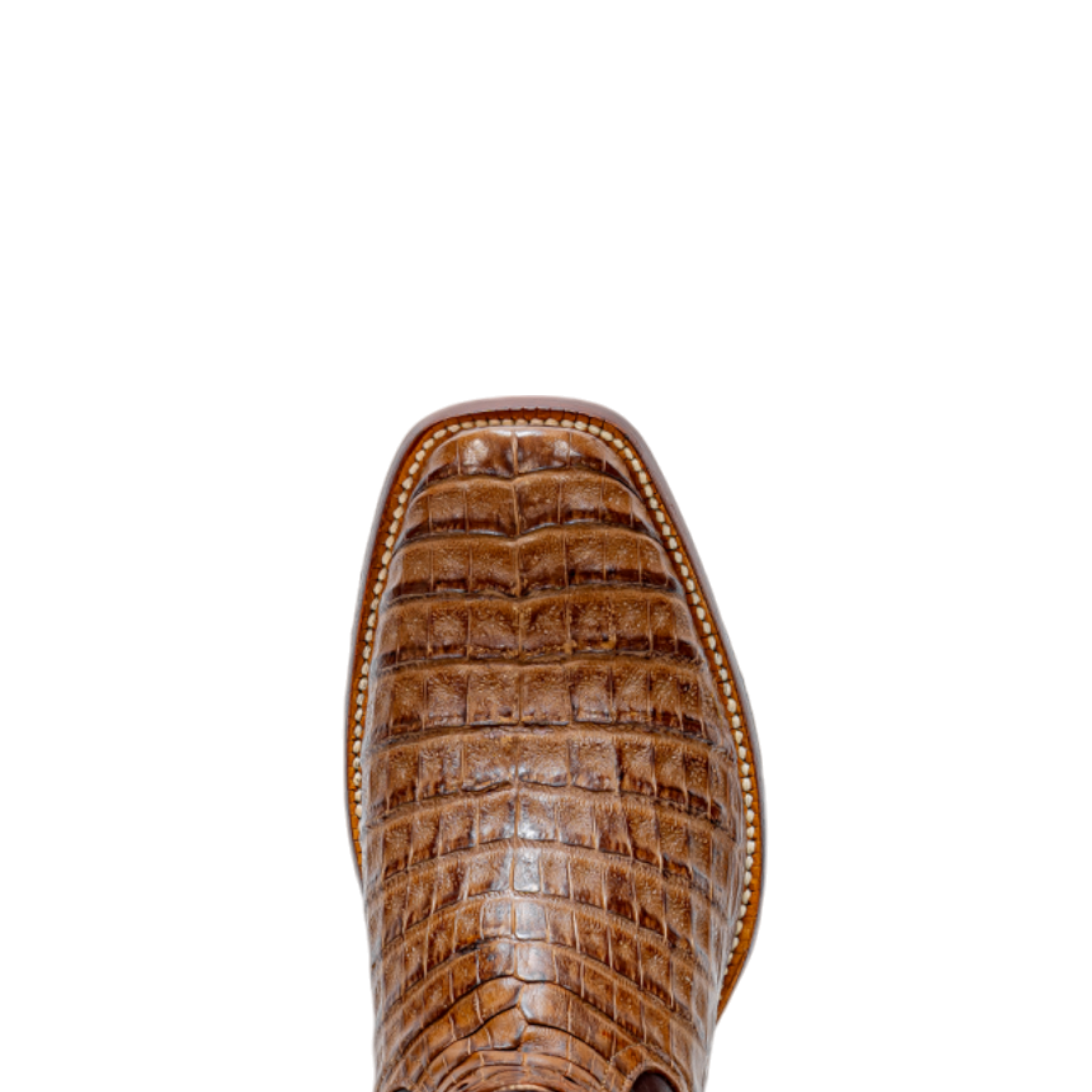 ROD PATRICK 19846 NATURE NUEZ CAIMAN (B)